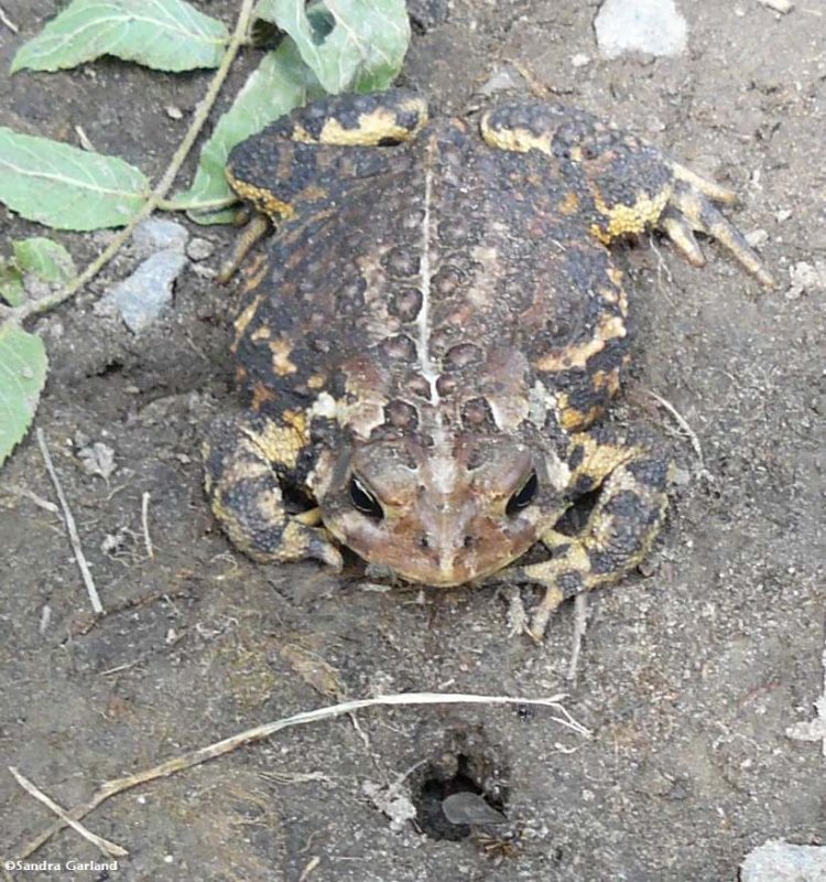 American toad watching for ants