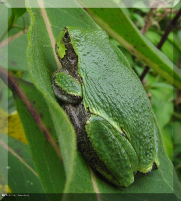 Gray treefrog (Hyla versicolor) on milkweed leaf