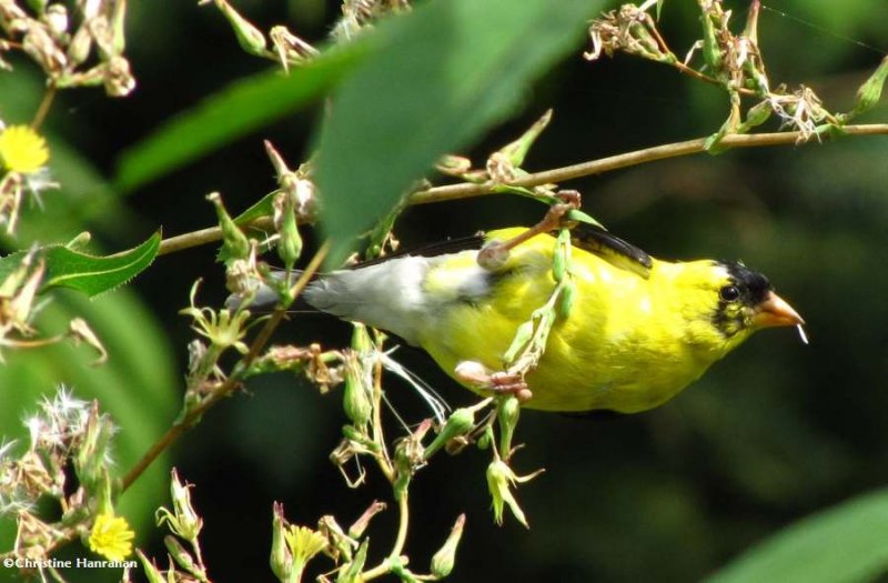 American goldfinch eating Prickly lettuce seeds