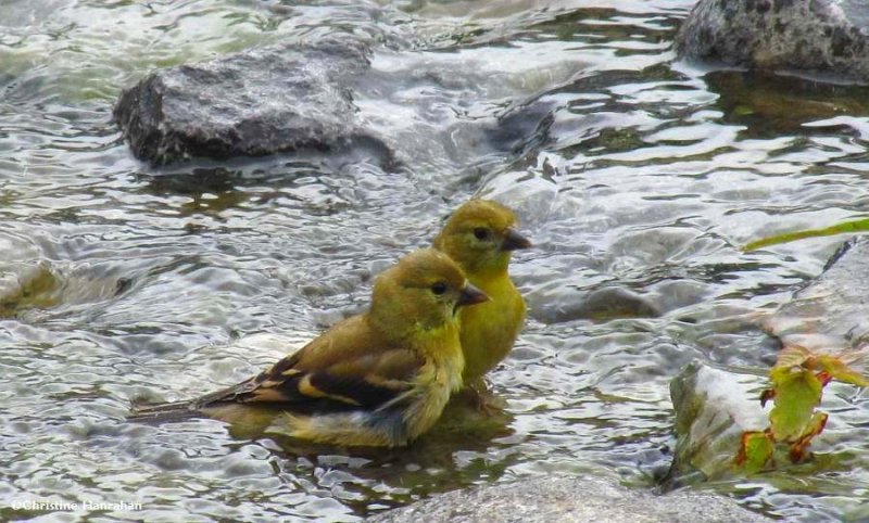 American goldfinches
