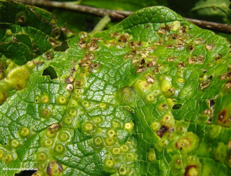 Galls on hackberry leaf (Celtis occidentalis)