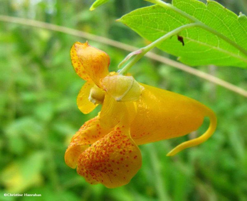 Jewelweed  (Impatiens capensis)