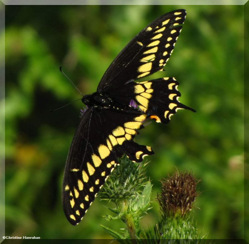 Black swallowtail (Papilio polyxenes)