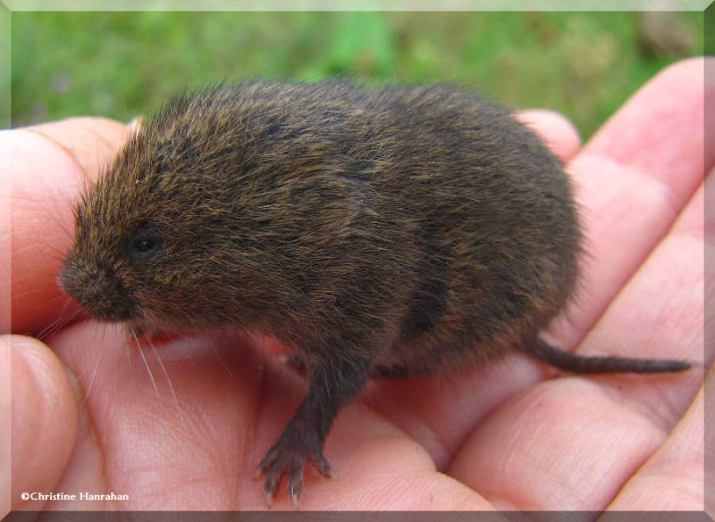 Young Meadow Vole