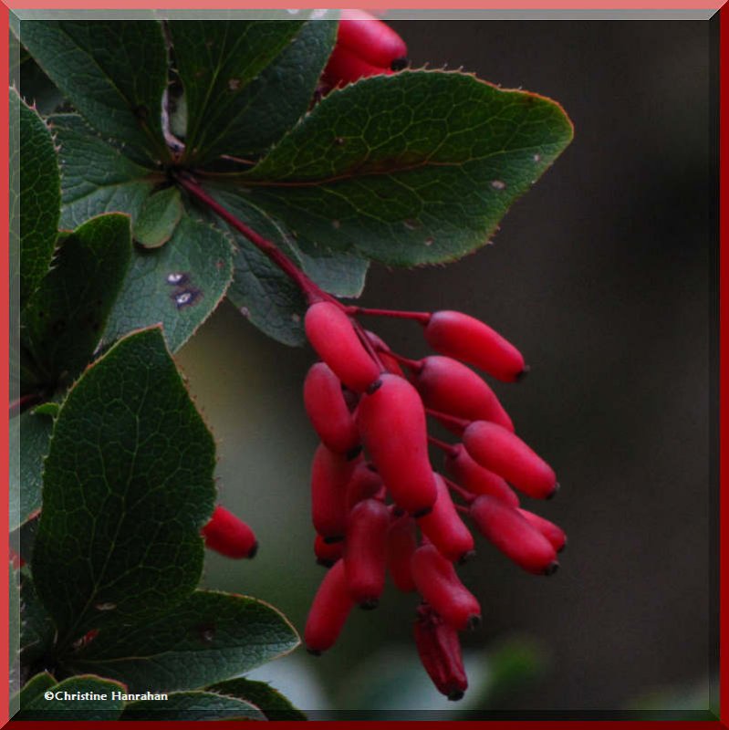 Common barberry (Berberis vulgaris)