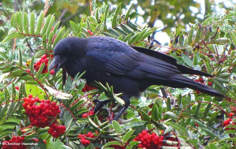 American crow with Mountain ash berry
