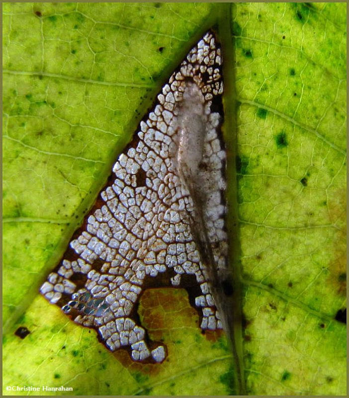 Red oak leaf with larva