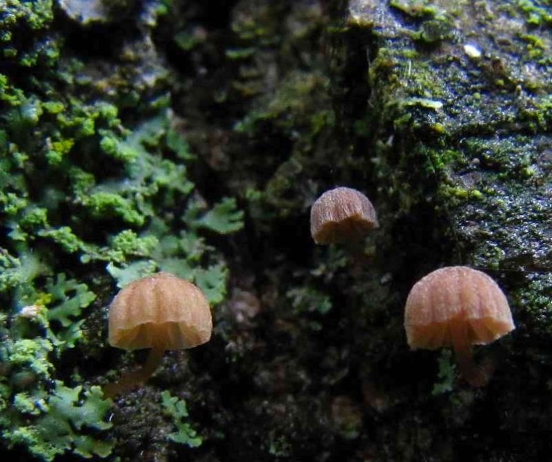 Mycena mushroom sp.
