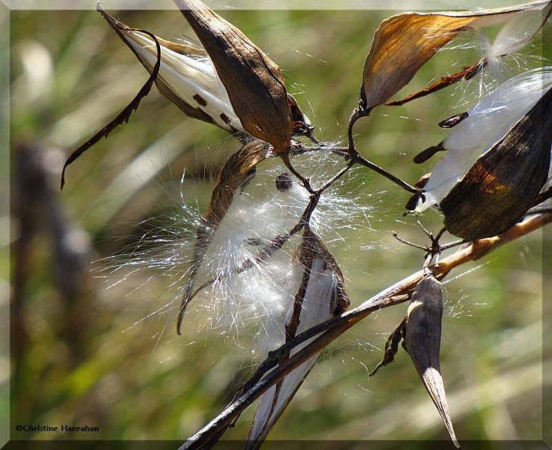 Dog-strangling vine/Pale swallowwort