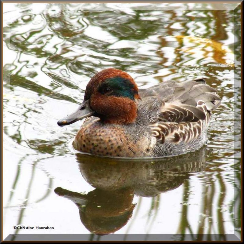 Green-winged teal, male