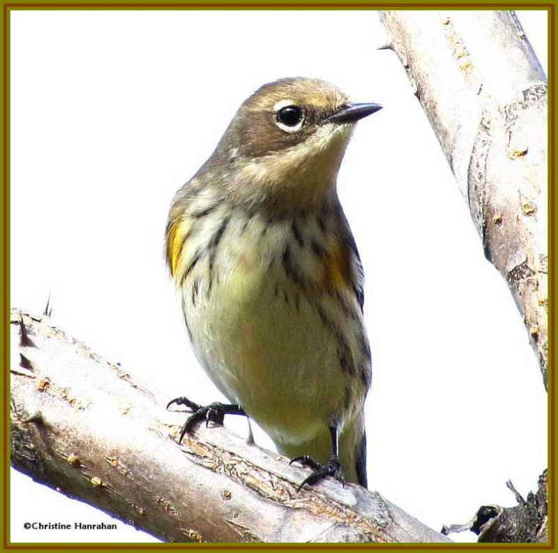 Yellow-rumped warbler