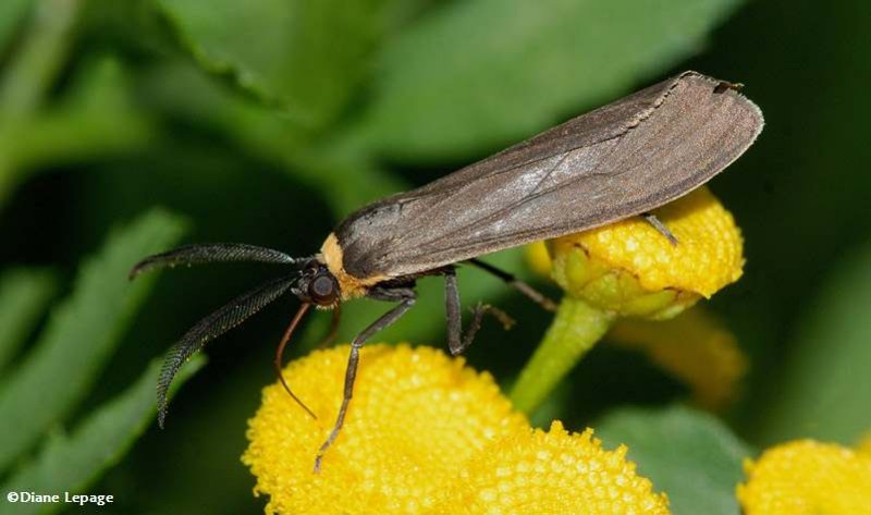 Yellow-collared Scape moth (Cisseps fulvicollis)