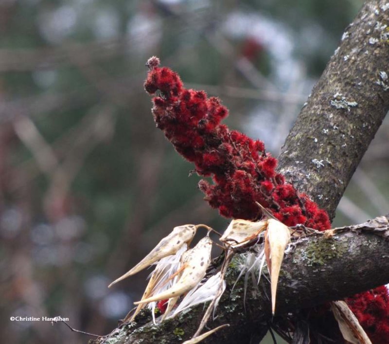 Sumac stored by a red squirrel