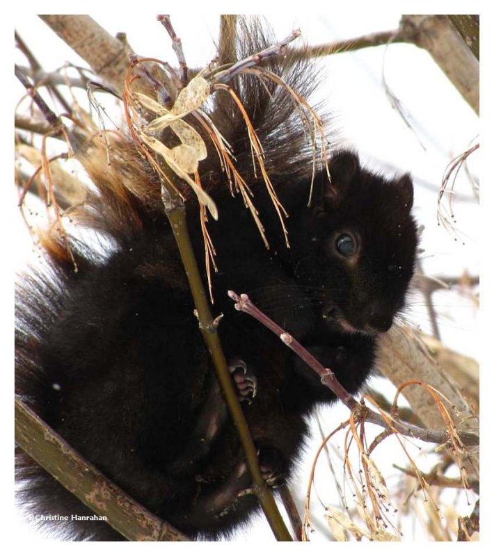 Black squirrel eating Manitoba maple keys