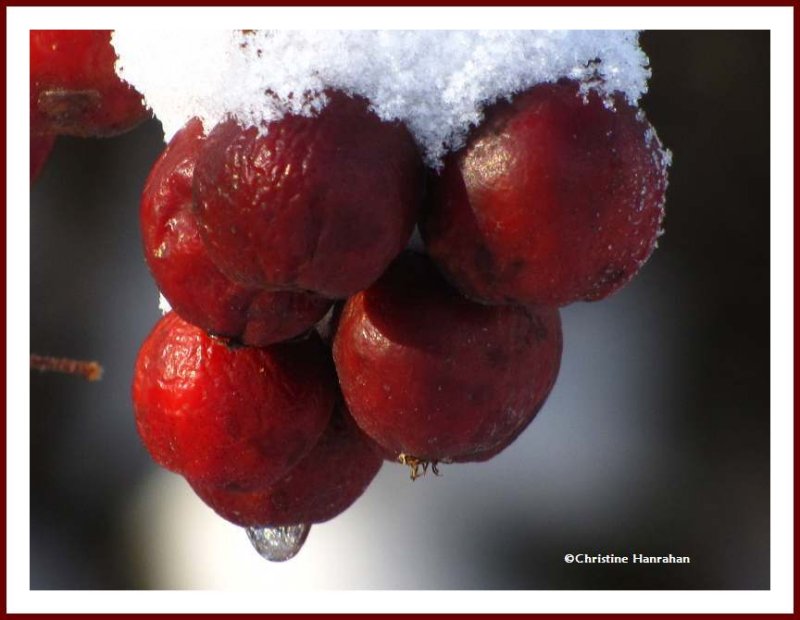 Crabapples with snow