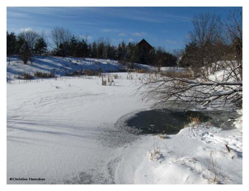 Amphibian pond