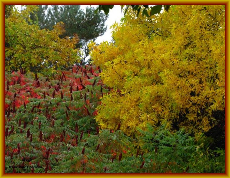 A rainy autumn day