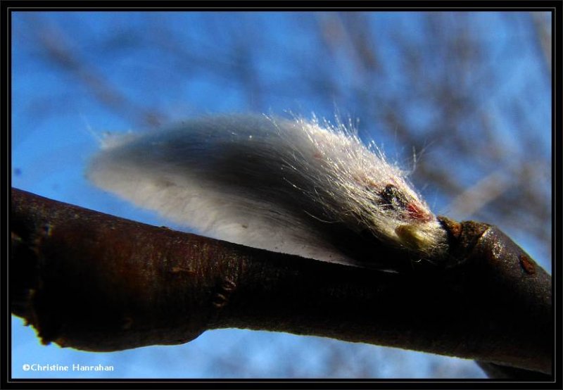 Willow catkin