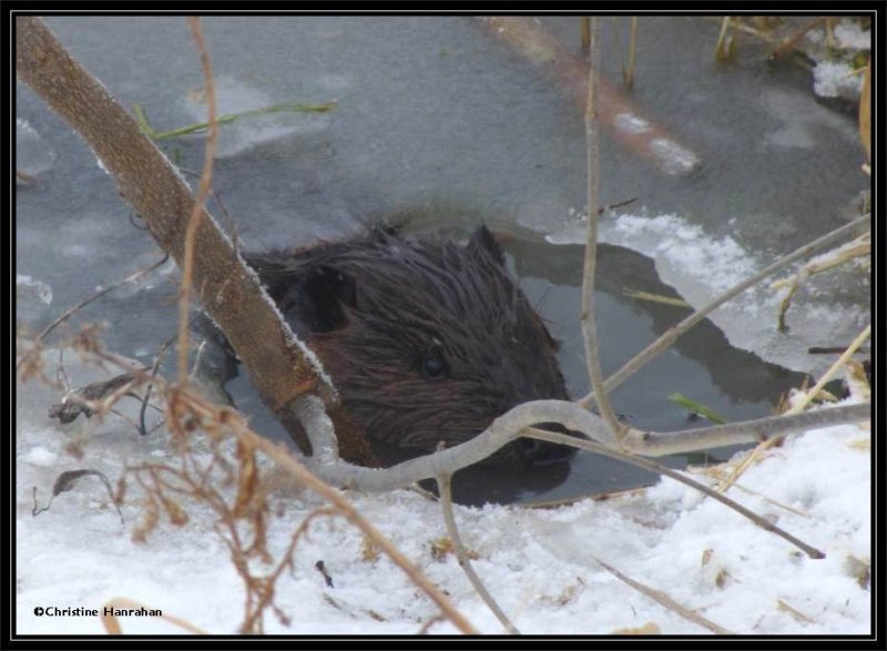 Beaver in pond