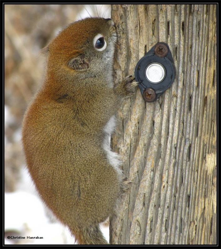 Red squirrel at feeder