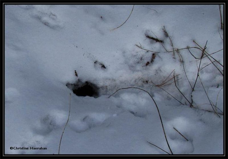 Red squirrel snow tunnel
