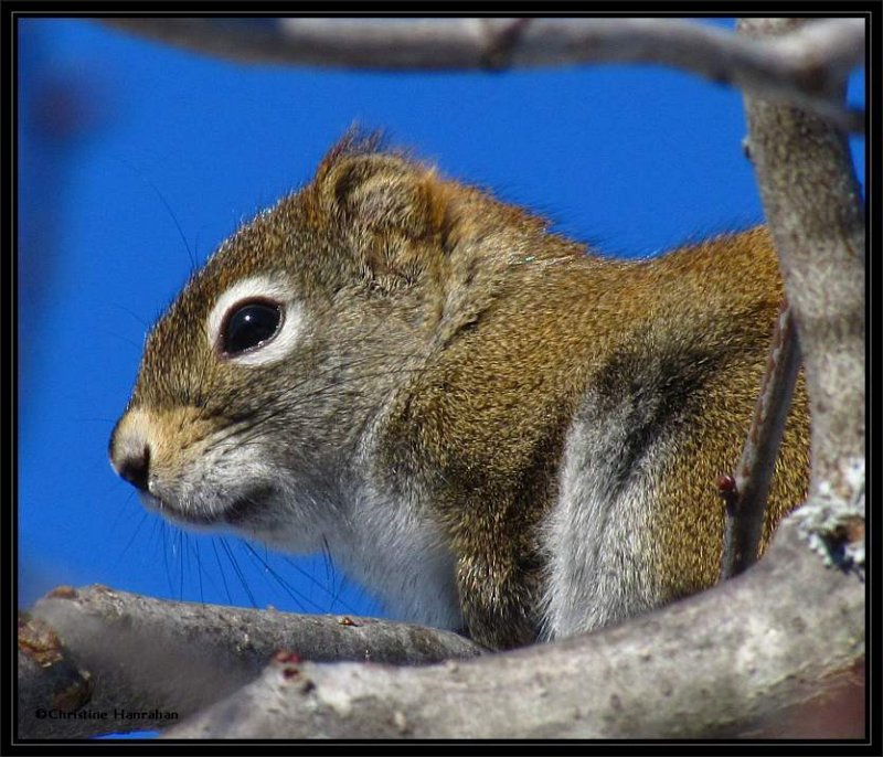 A red squirrel in the BYG