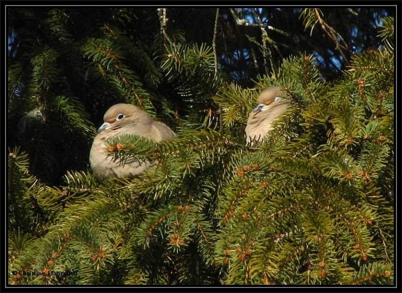 Mourning Doves keeping warm