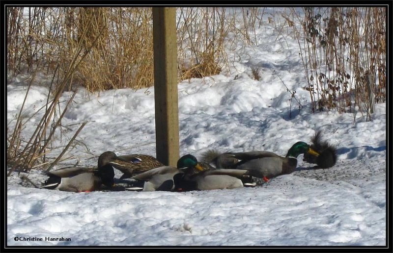 Mallards under the birdfeeder