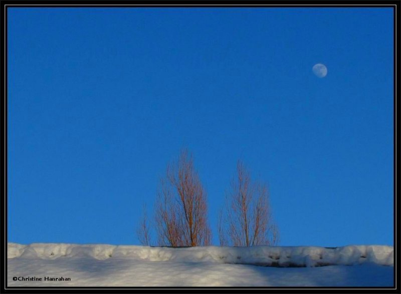 Moon over the Fletcher Wildlife Garden