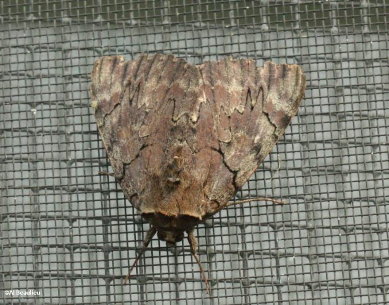 Darling underwing moth (<em>Catocala cara</em>), #8832.1 