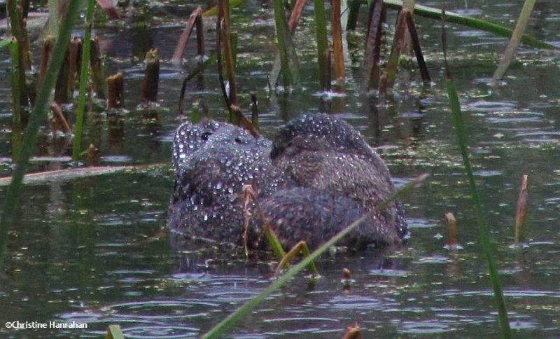 Black duck snoozing in the rain