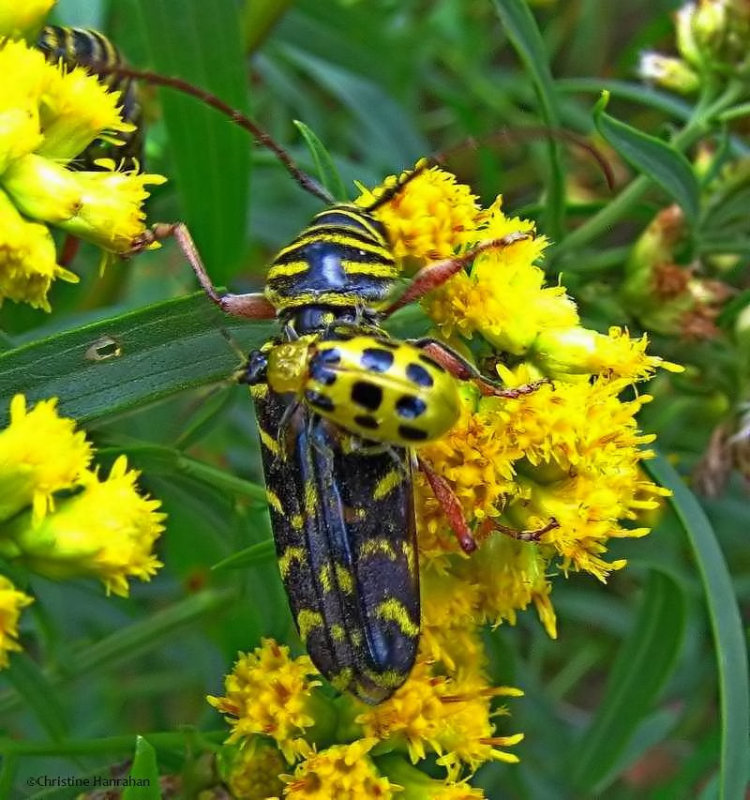 Locust borer beetle and spotted cucumber beetle