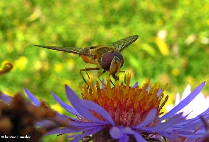 Hover fly (Syrphus sp.)