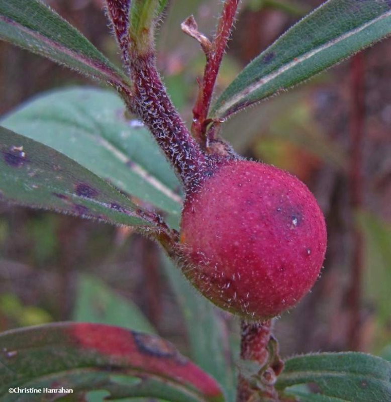 Goldenrod gall