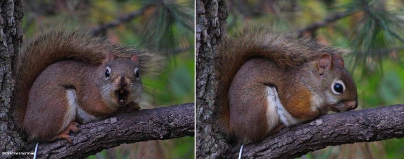 Red squirrel - two views