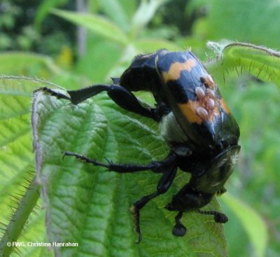 Burying beetle (Nicrophorus tomentosus)