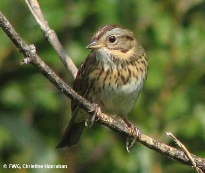 Lincoln's sparrow