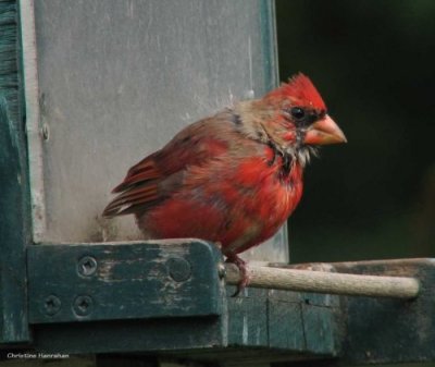 Juvenile male cardinal