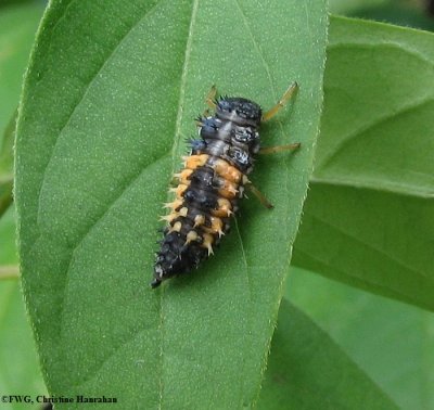 Asian Ladybeetle  (Harmonia axyridis) larva