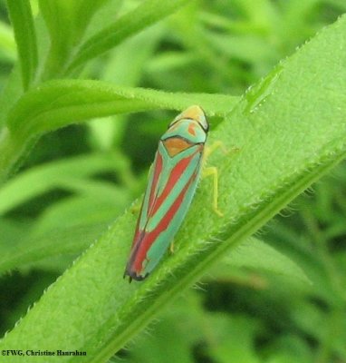 Leafhopper (Graphocephala coccinea) on goldenrod