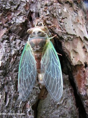 Cicadas (Family: Cicadidae)