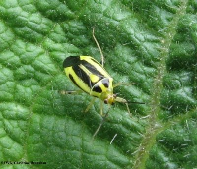 Four-lined plant bug (Poecilocapsus lineatus)