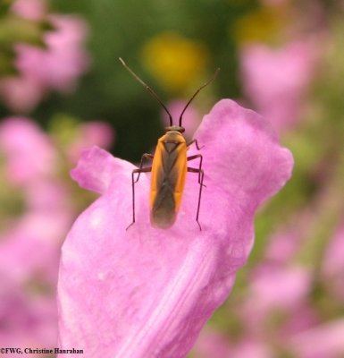 Plant bug (Lopidea media) on obedient plant