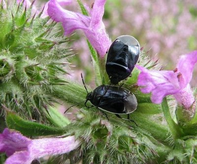 Burrower bugs (Sehirus cinctus) on stachys