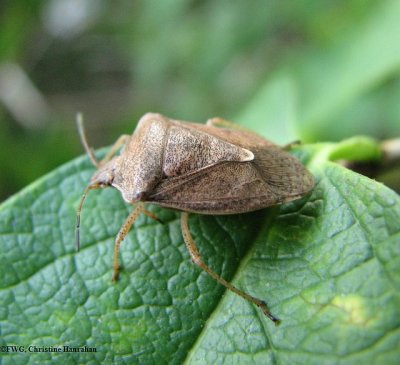 Stinkbug (Pentatomid)