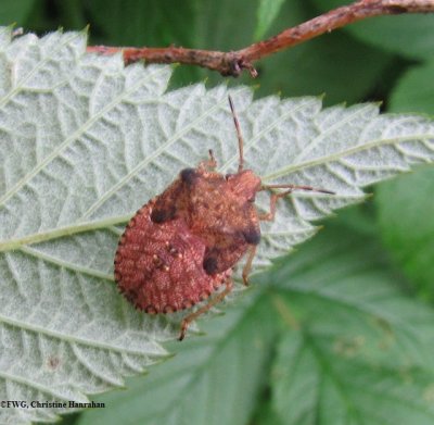 Stinkbug (Pentatomid) nymph on wild raspberry