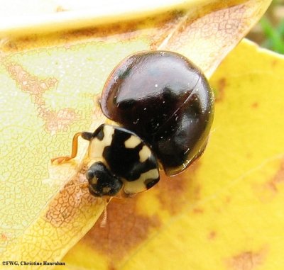 fifteen-spotted lady beetle (Anatis labiculata)