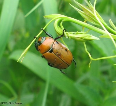 Spotted pelidnota (Pelidnota punctata) on wild grape