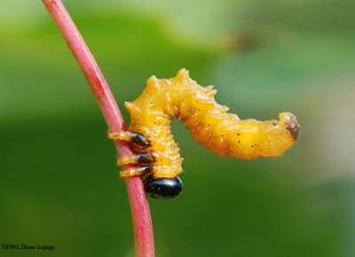 Sawfly larva