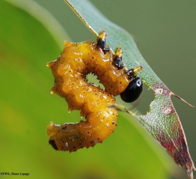 Sawflies of the FWG  (Suborder: Symphyta)